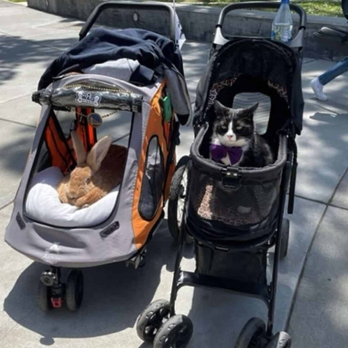 a cat and a bunny in a wheels