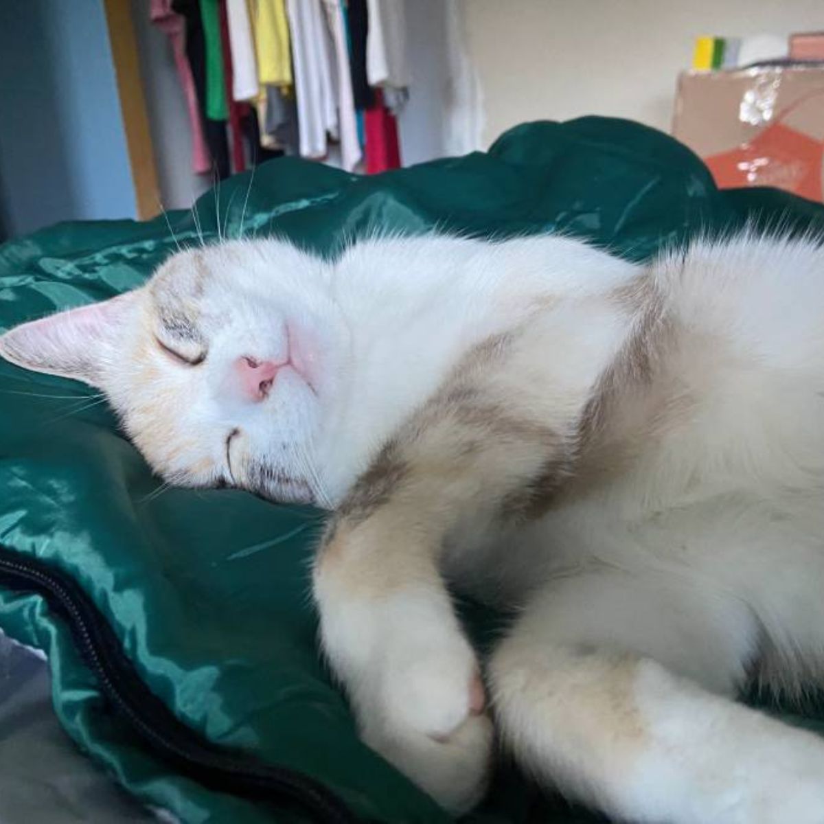 a cat laying on blue sheets