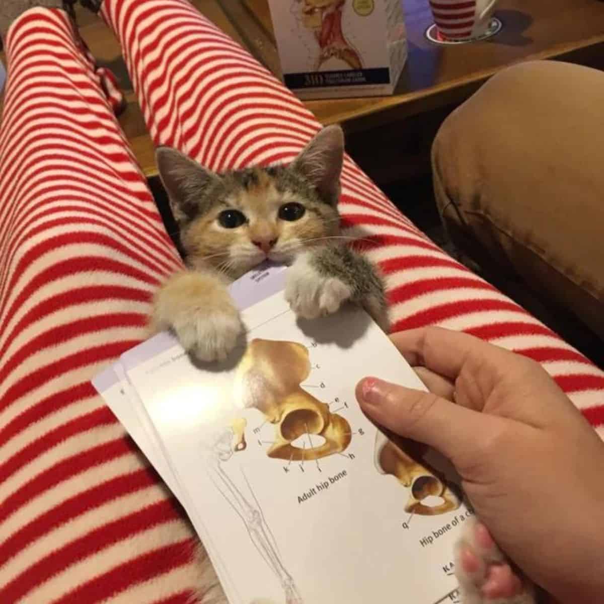 a cat on a woman's legs under a paper