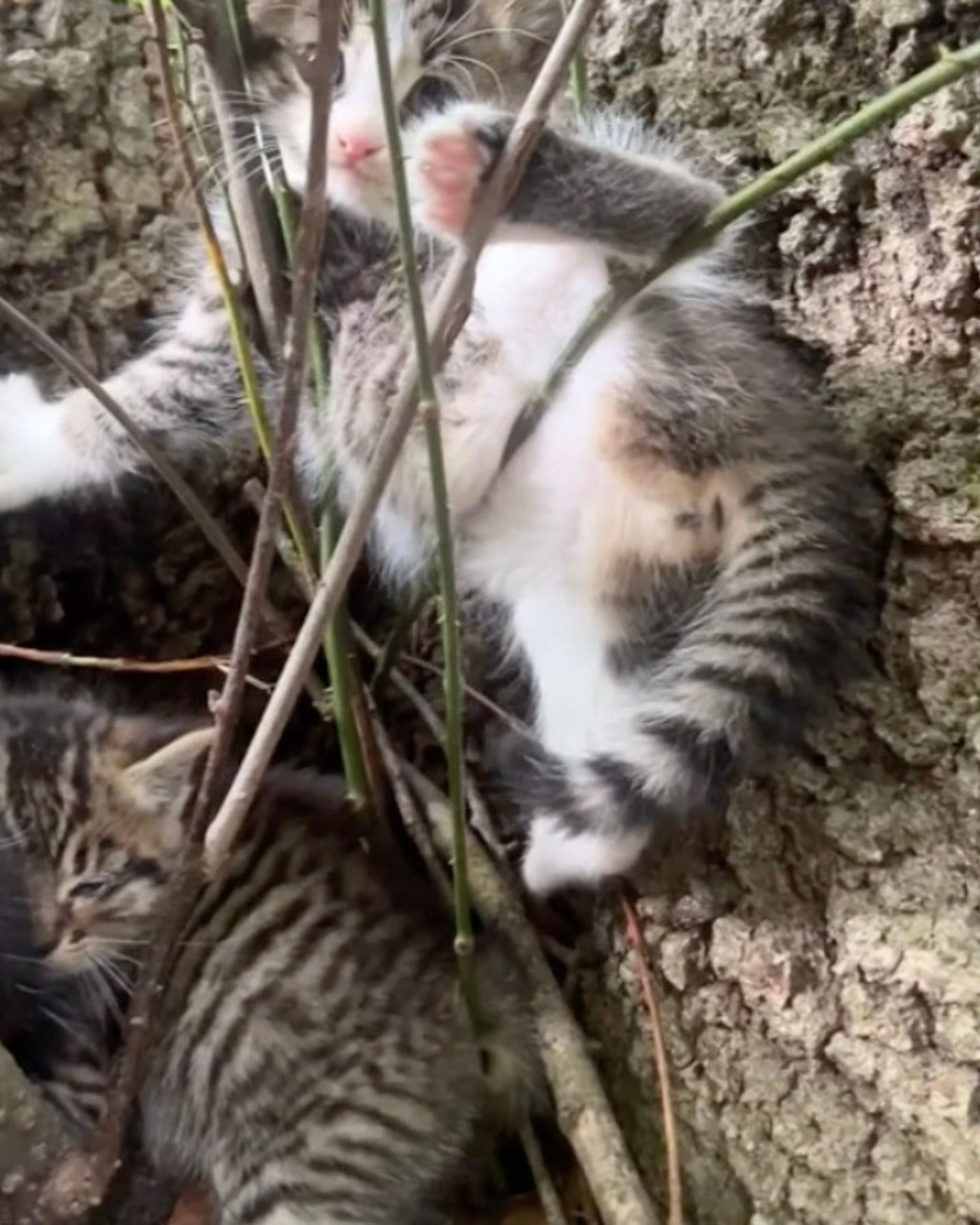 a cat on the tree