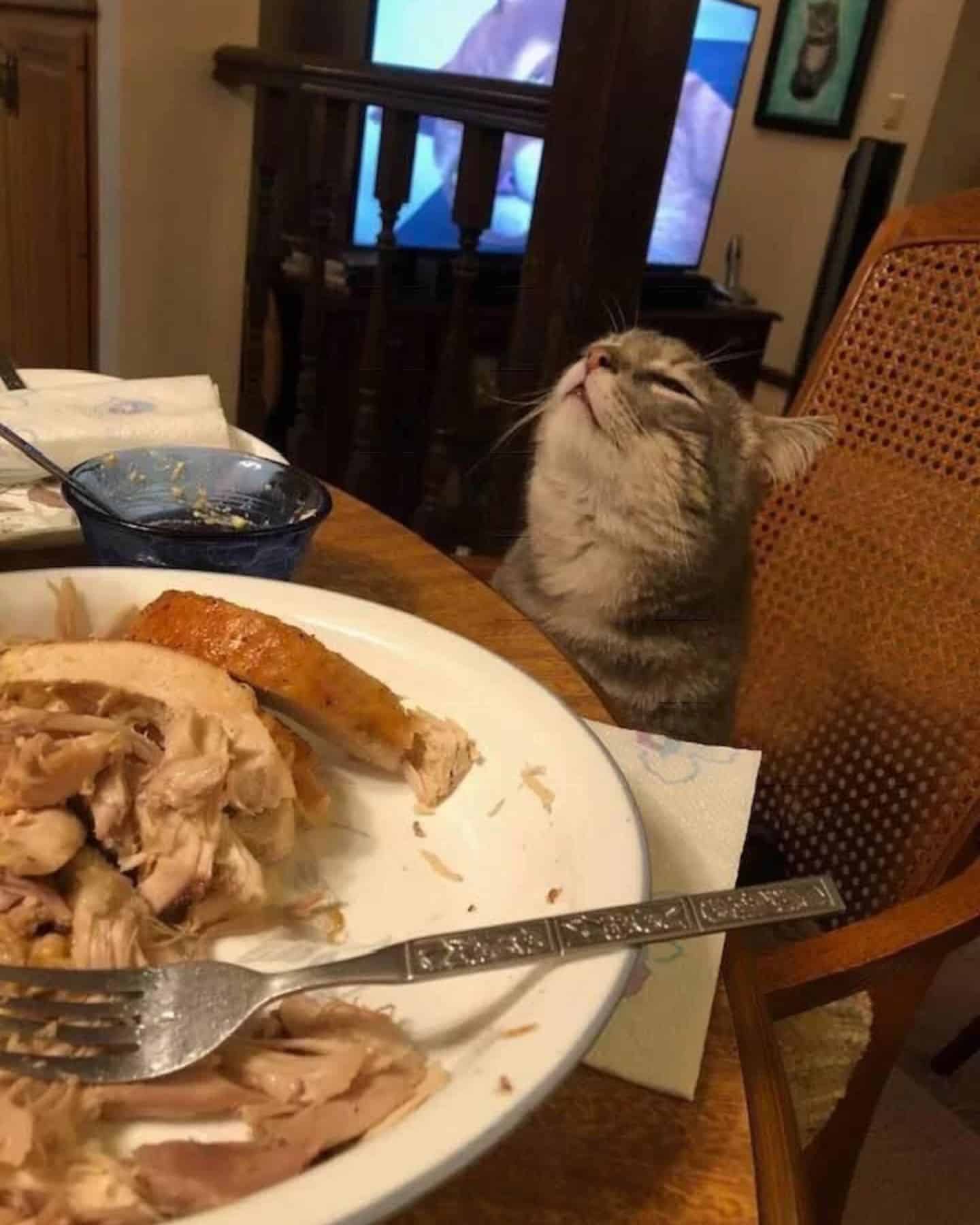 a cat sits on a chair with its head up