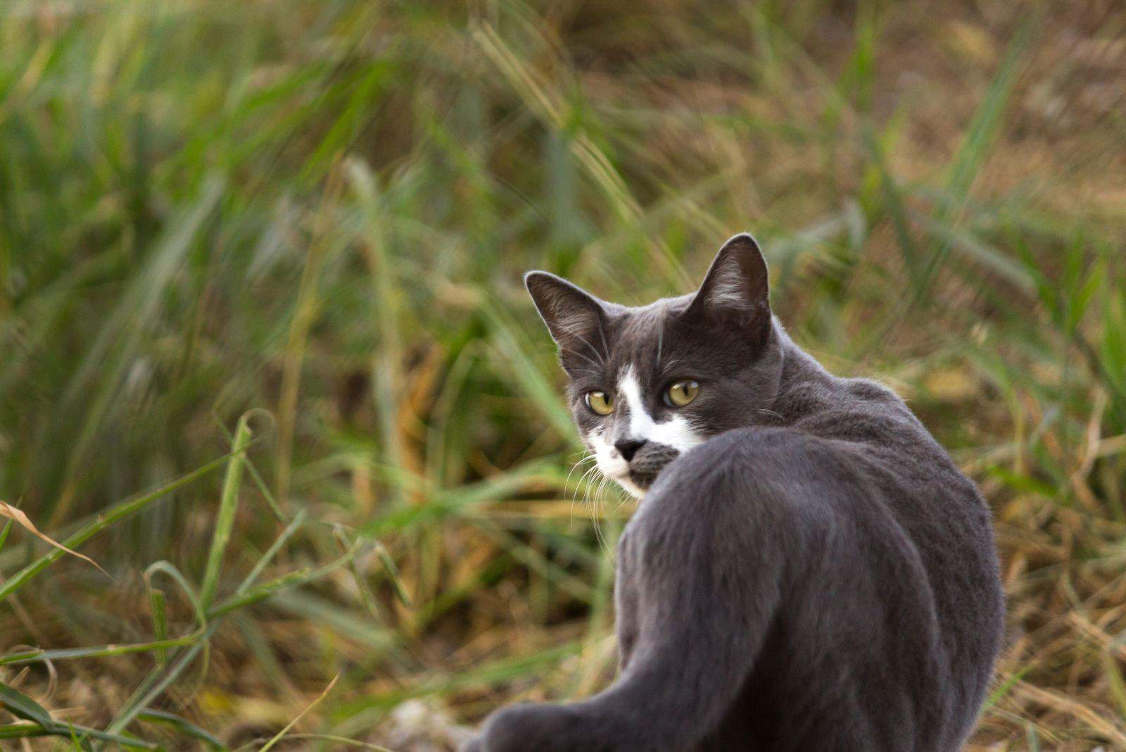 a cat walking and looking behind