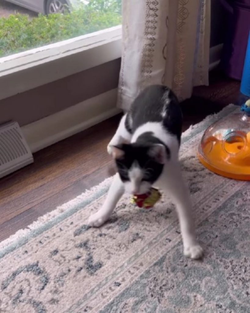 a cat with Cerebellar Hypoplasia holds a toy in its mouth