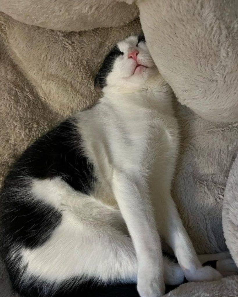 a cat with Cerebellar Hypoplasia sleeps