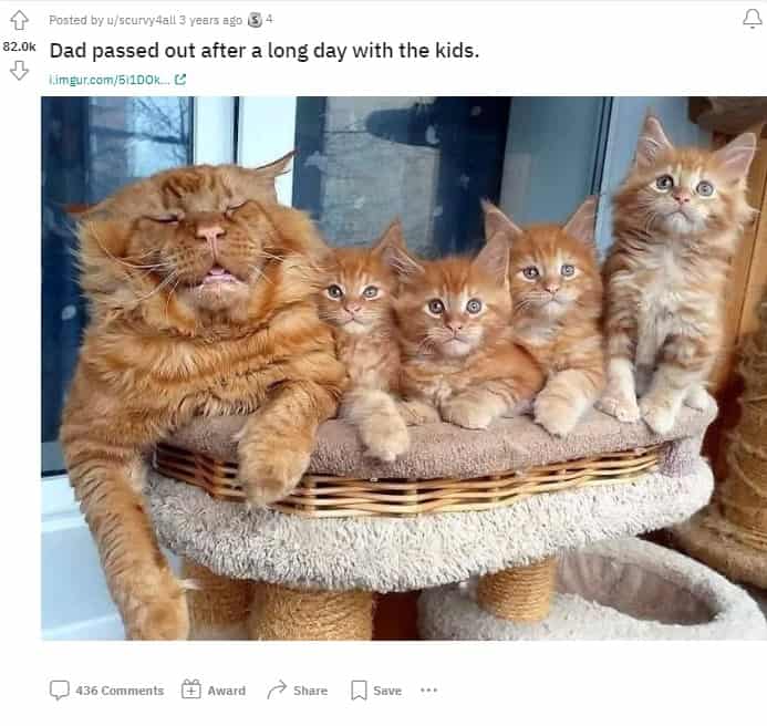 a cat with kittens on a scratching post