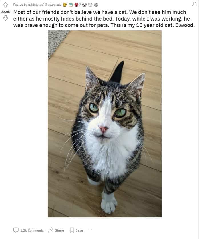 a colorful cat is standing on the laminate and looking at the camera