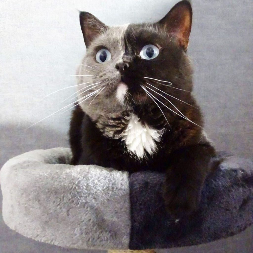 a cute cat is lying on a scratching post