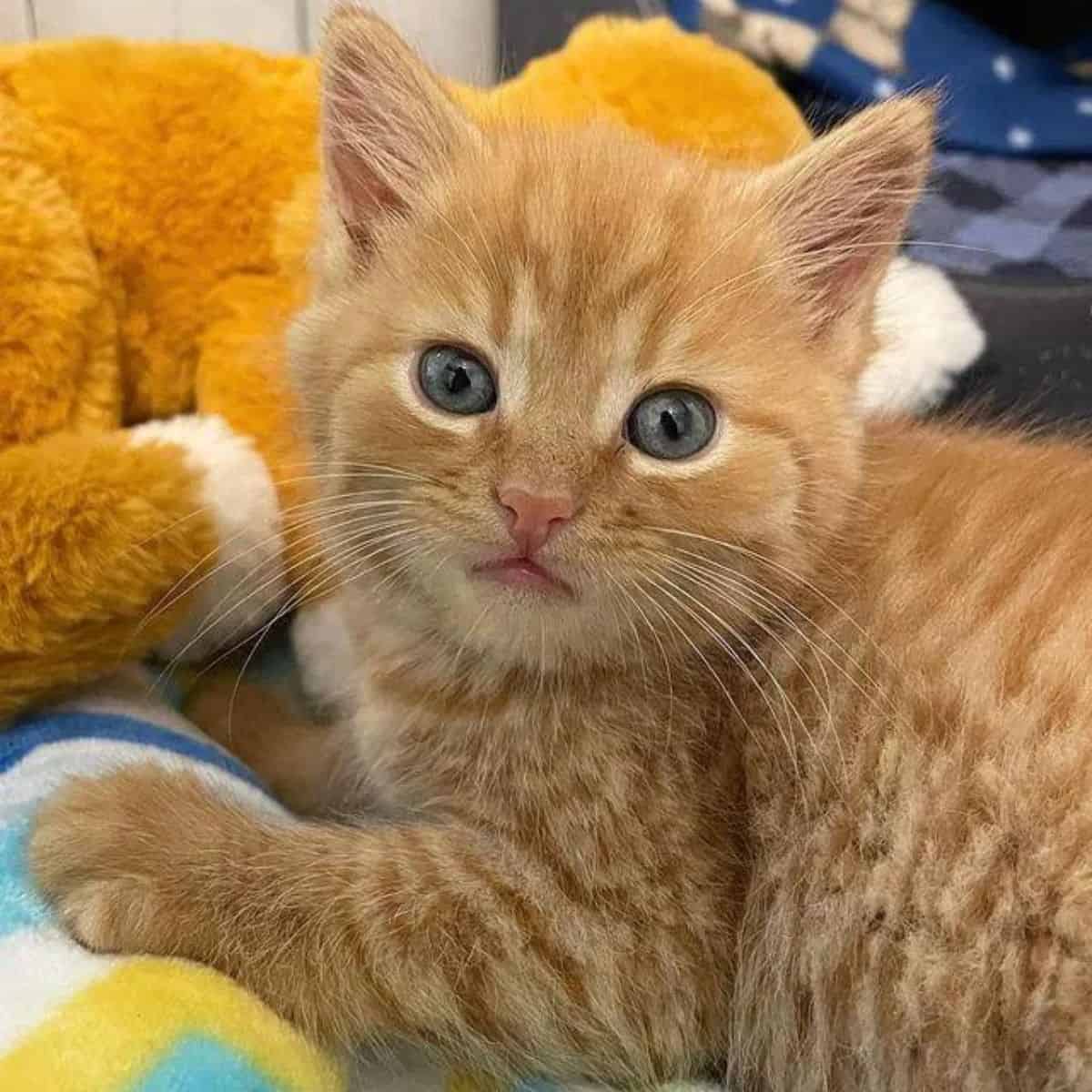 a cute cuddly kitten is lying down and looking ahead