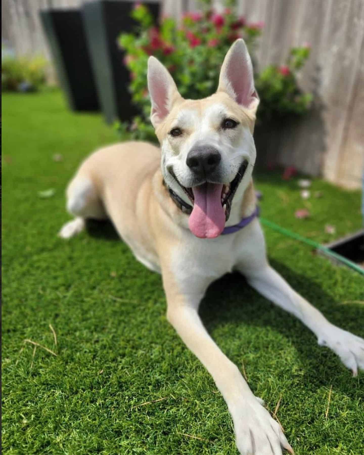 a cute dog lies in the garden with its tongue out