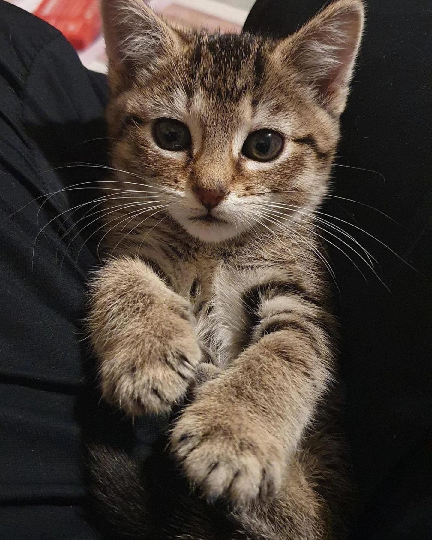 a cute kitten with brown eyes in a man's arms