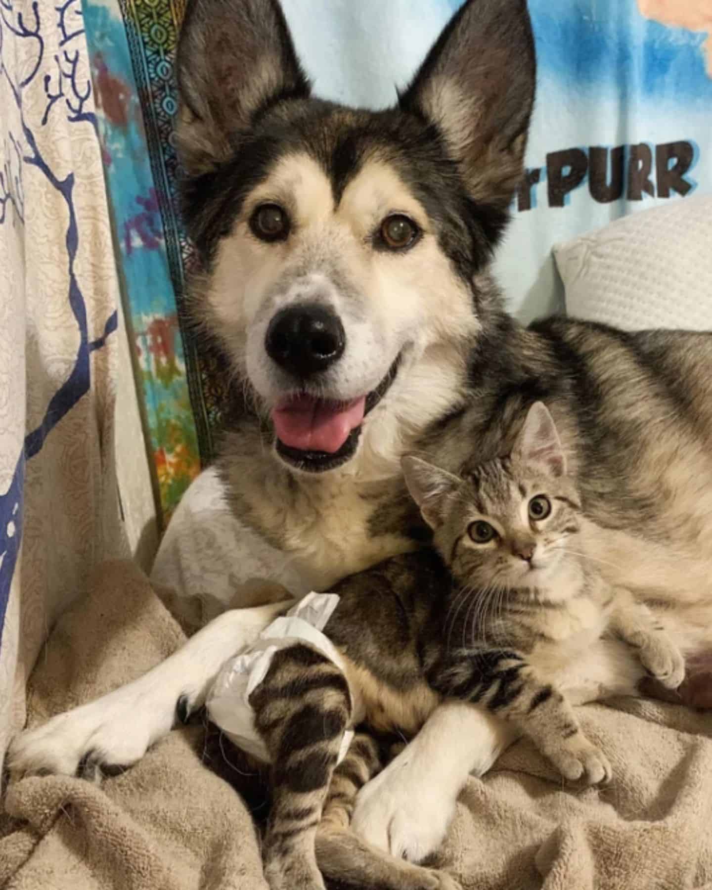 a cute kitten with pempas in the hug of a husky