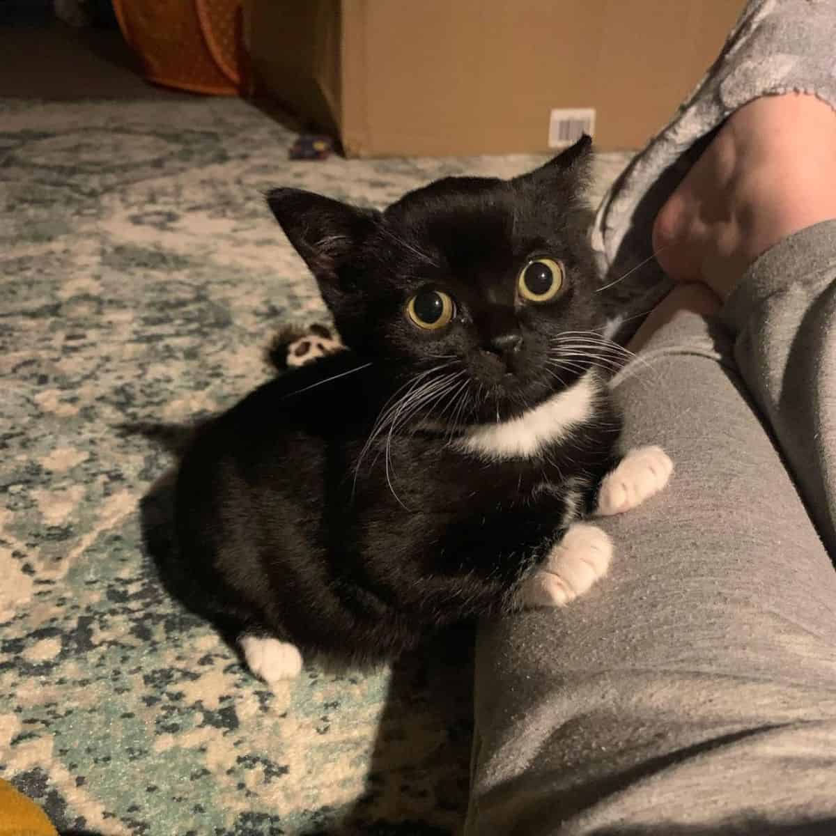 a dwarf kitten resting on a man's legs