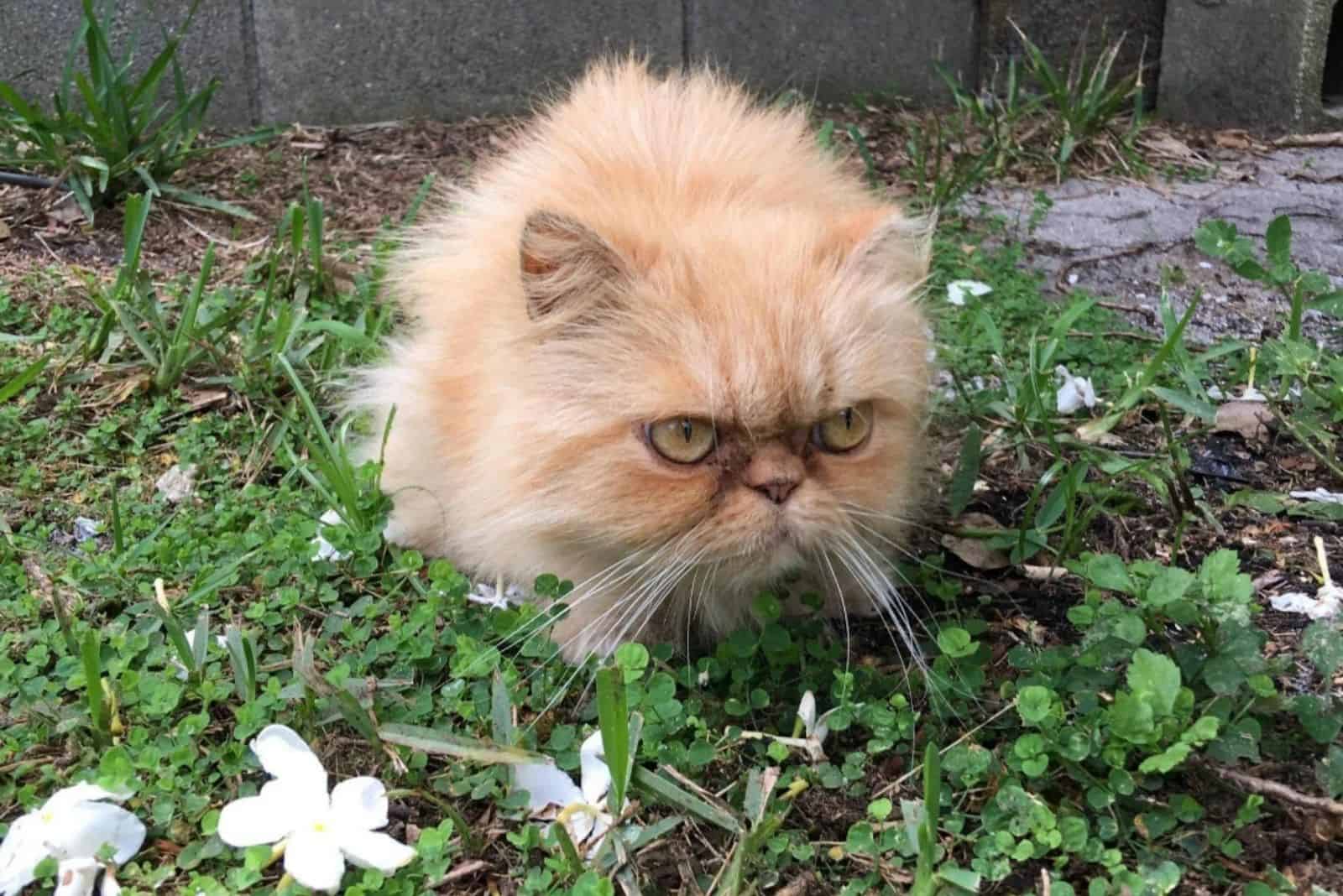 a foster cat is sitting in the garden