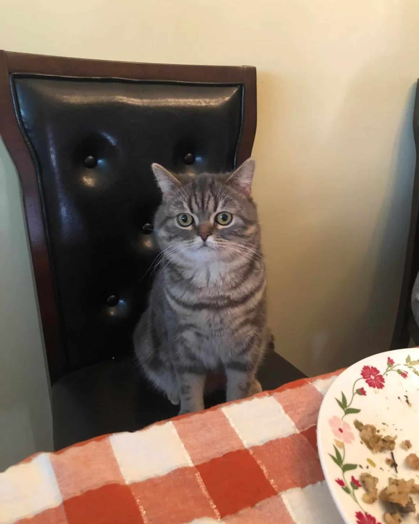 a gray-white cat is sitting on a leather chair