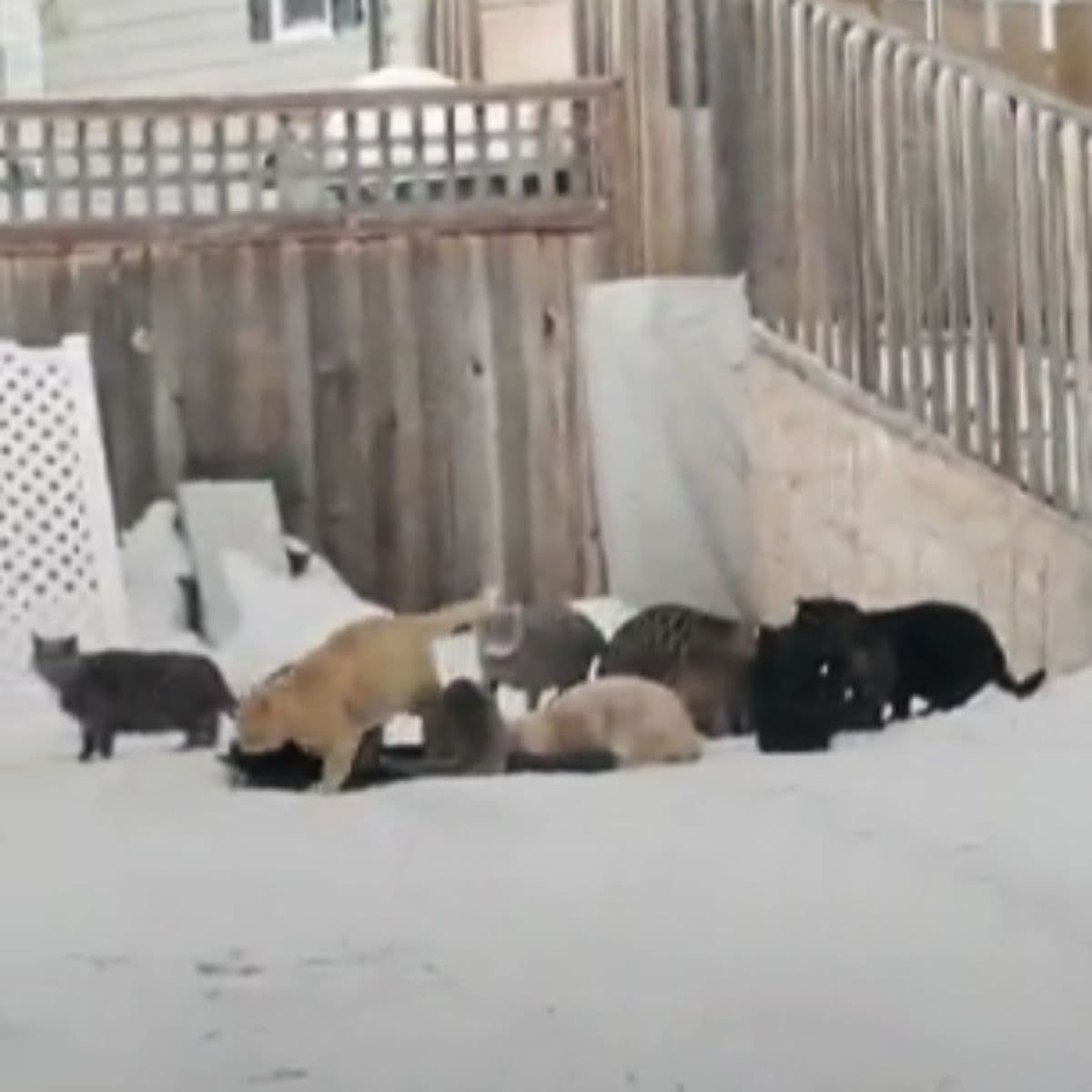 a group of cats in the snow