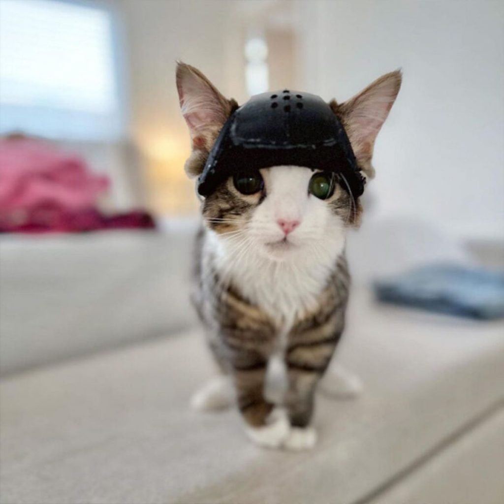 a kitten with a helmet on its head