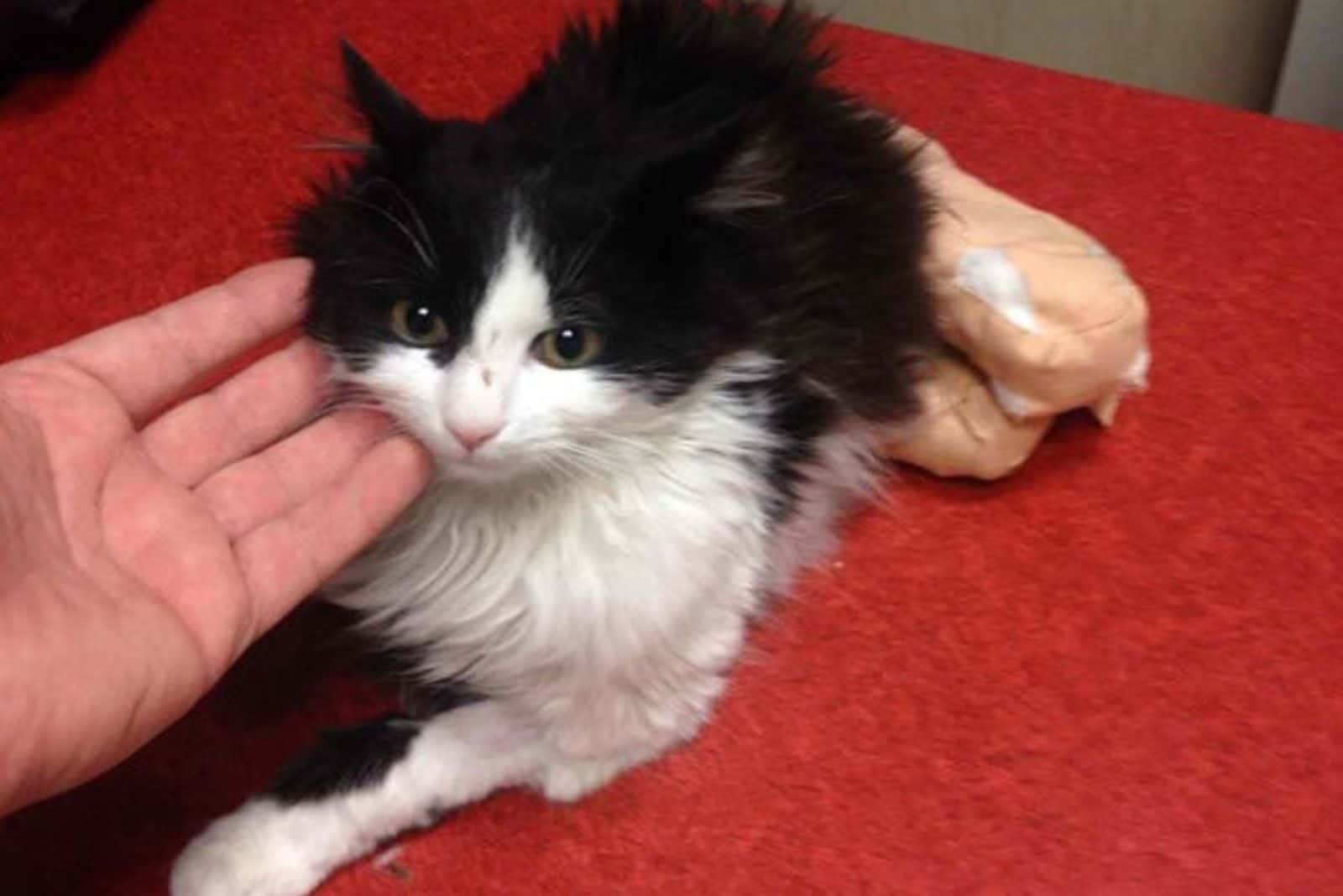 a man caresses a cat with wrapped paws