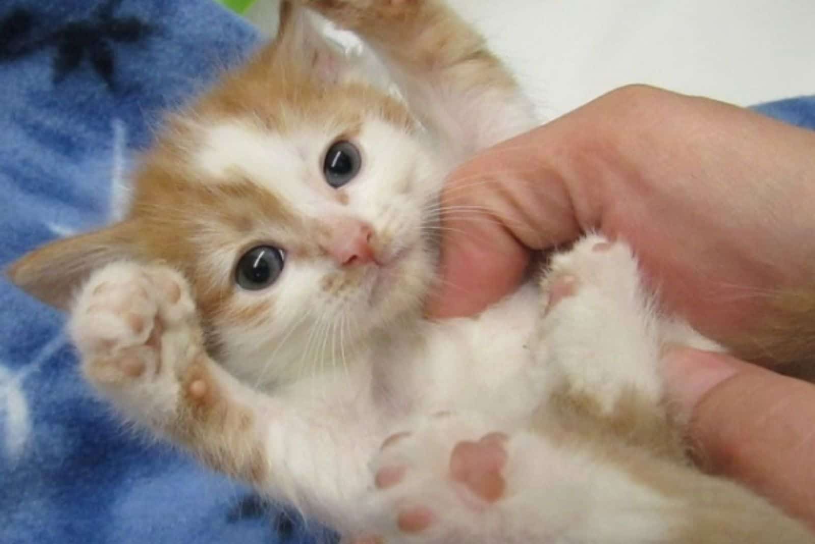 a man caresses a rescued kitten