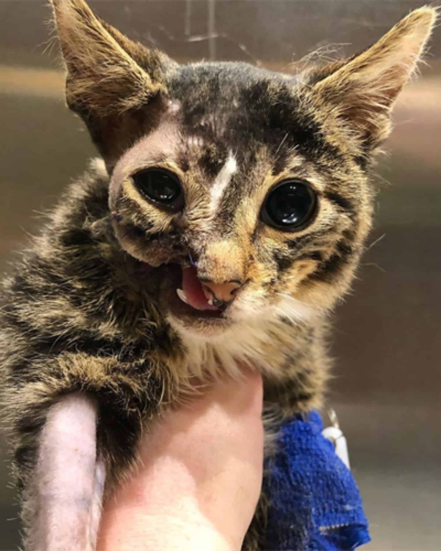 a man is holding in his hands a cat that does not have half a face