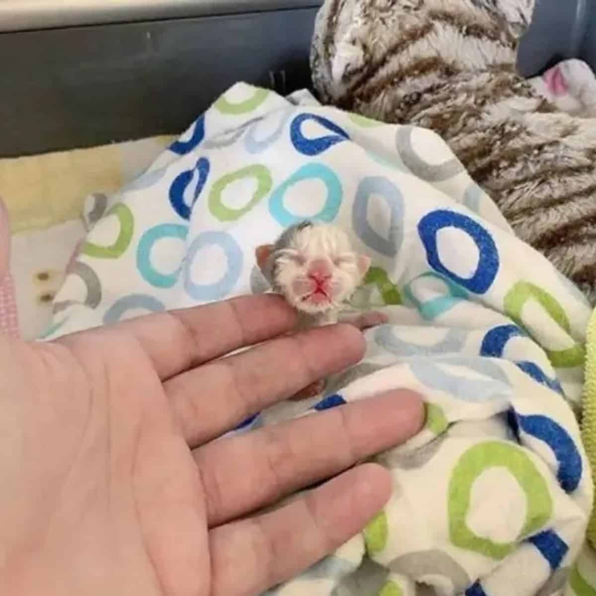 a man is petting a cat with an injured paw on the bed