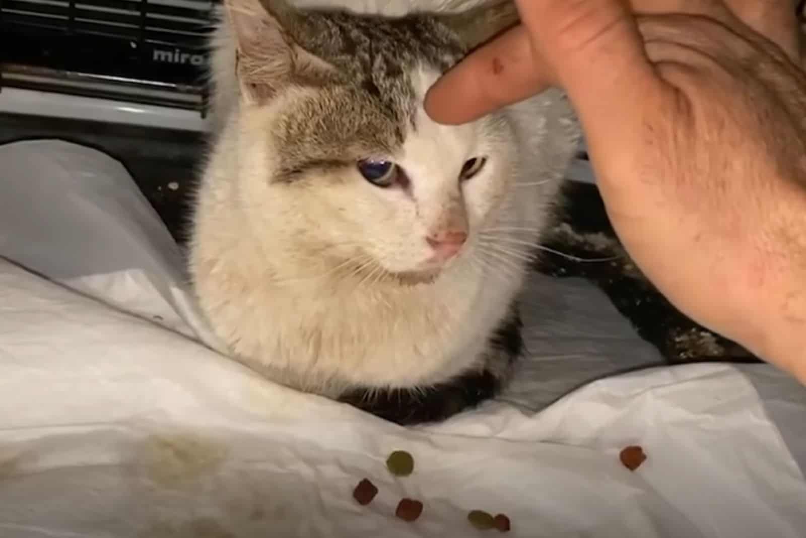 a man petting a cat in a box