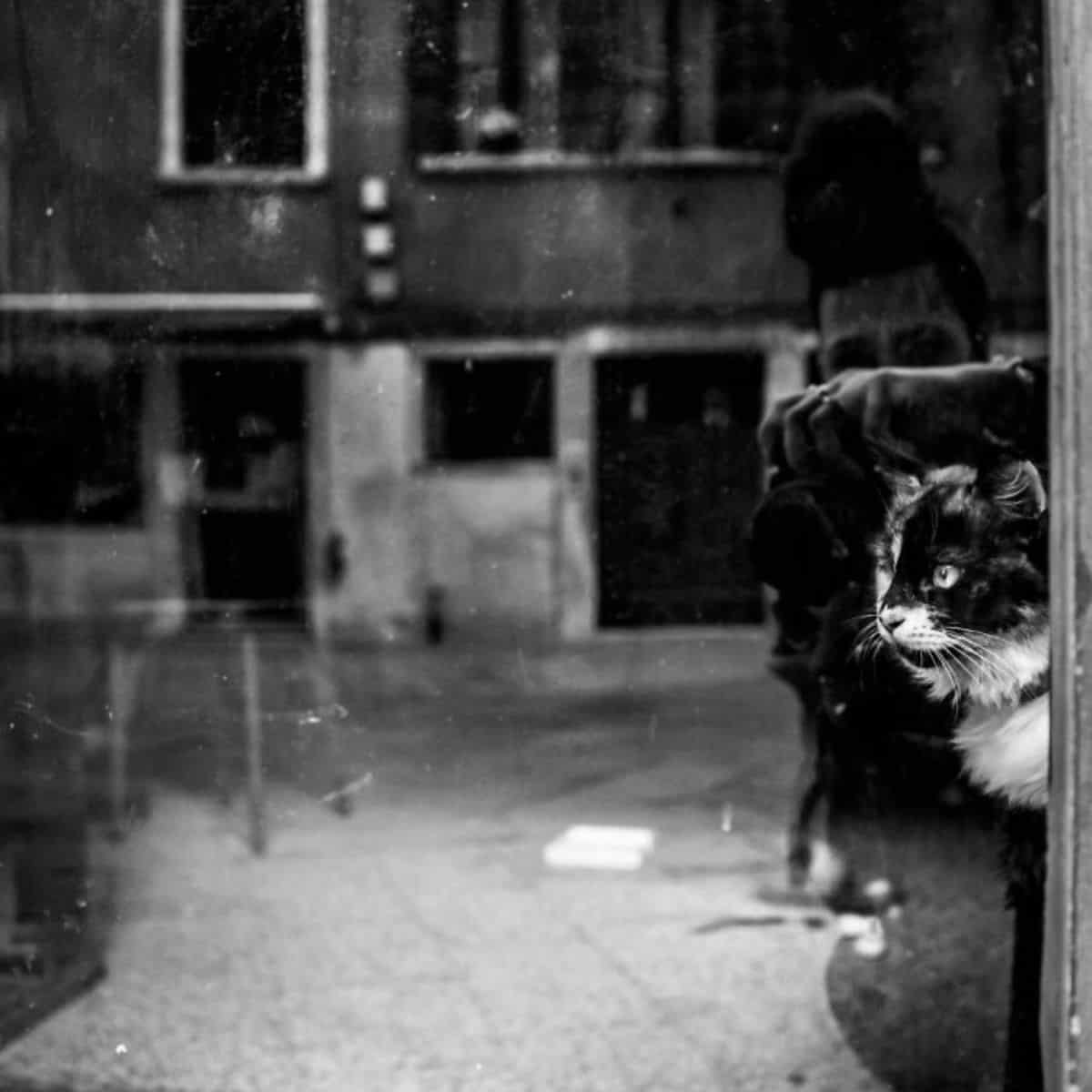 a man takes a photo of a cat on the street