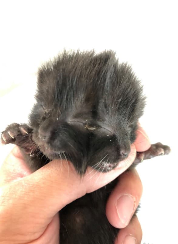 a newborn kitten with two faces in a man's hand