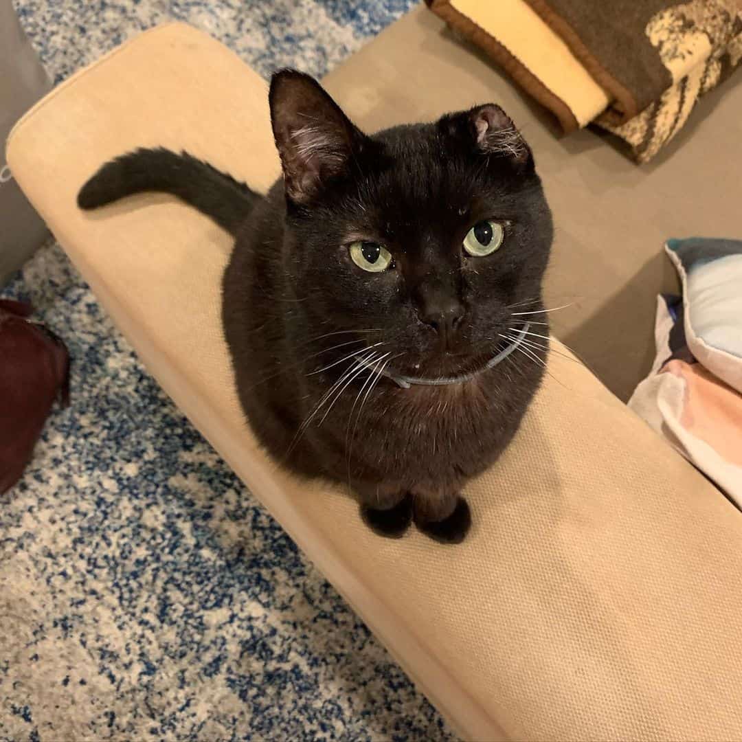 a one-eared cat sits on everyone's armchair