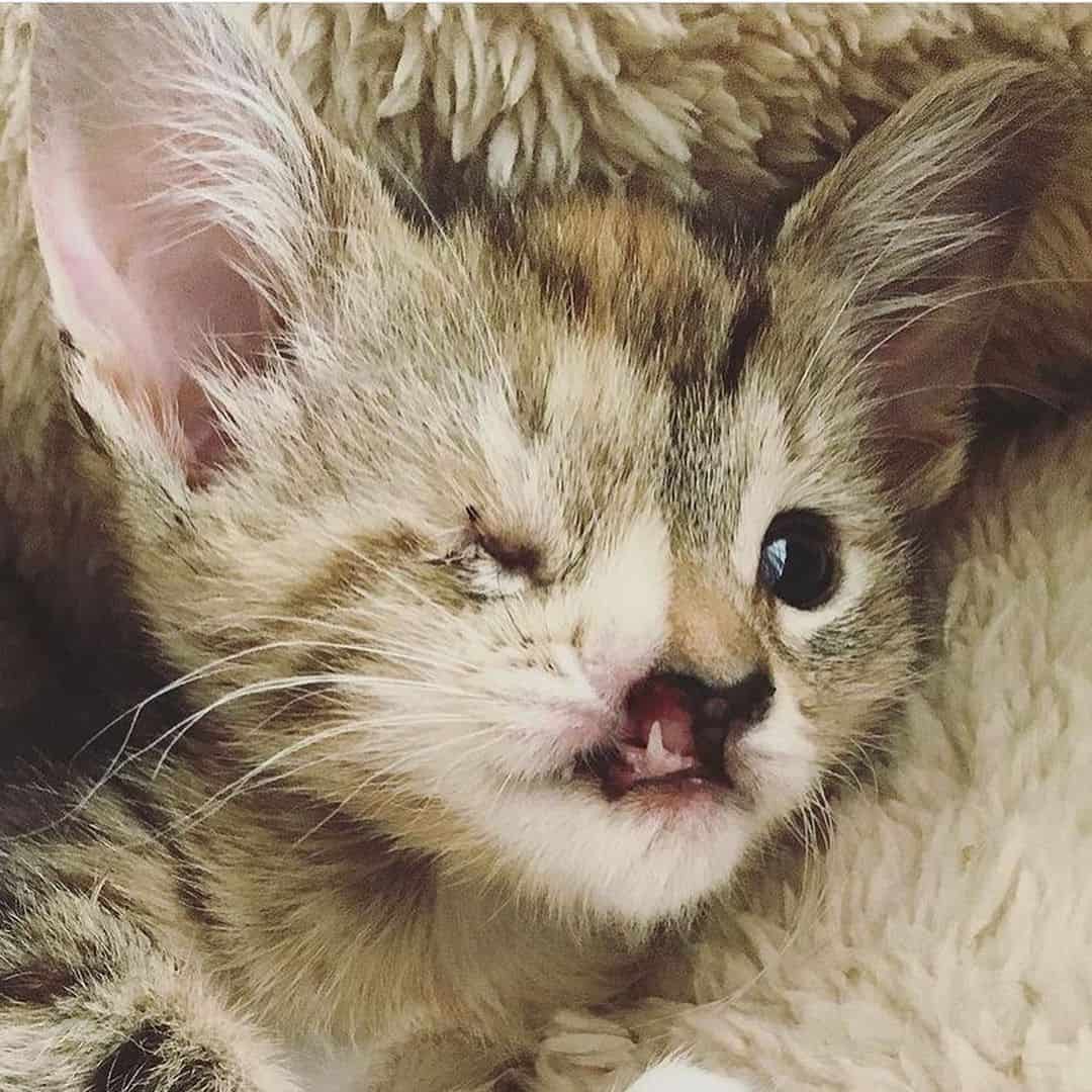 a one-eyed cat with a big tooth