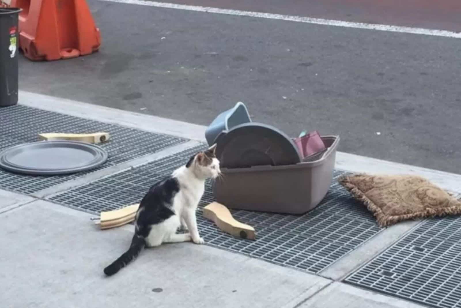 a photo of the cat that was thrown out on the street