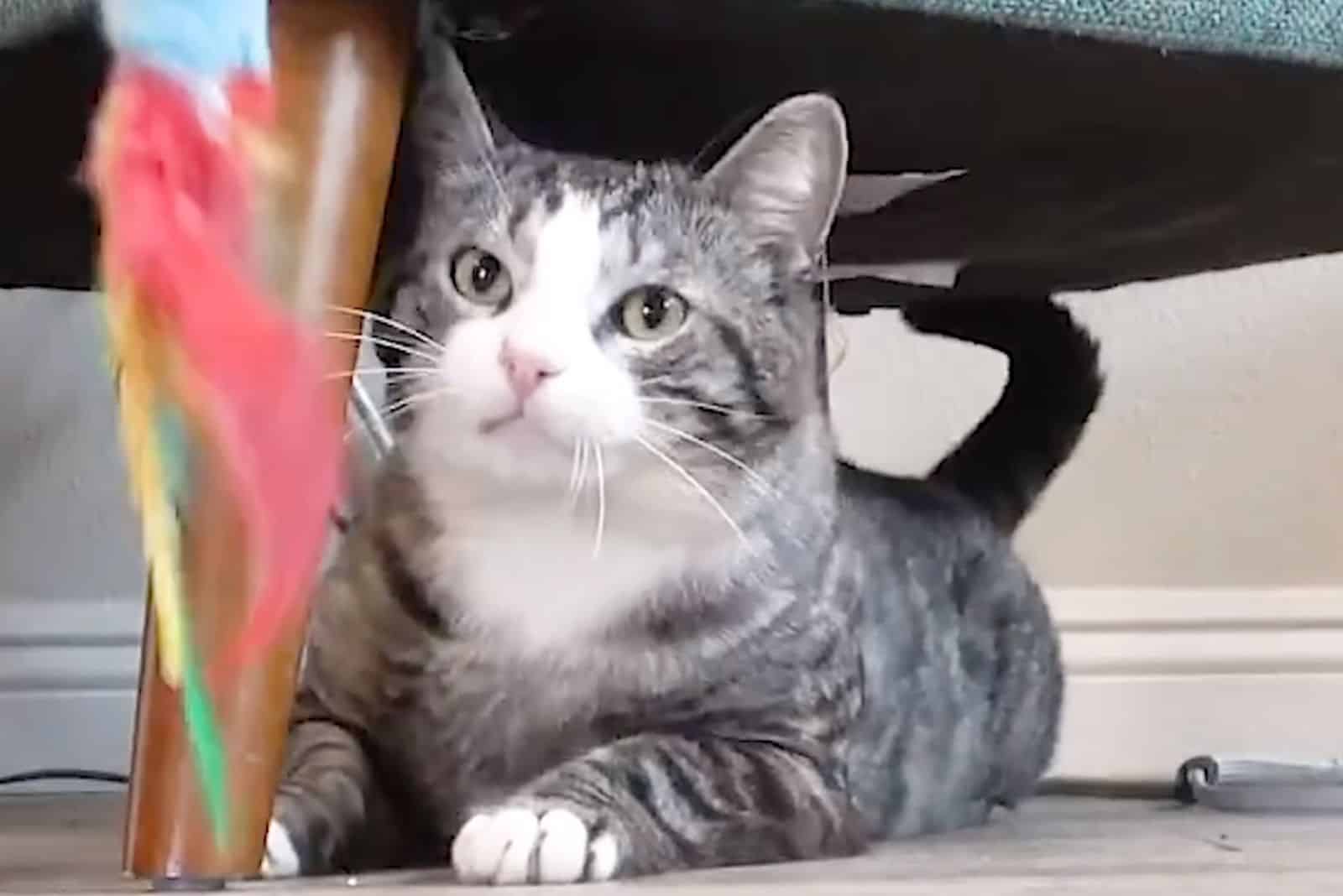 a sad cat lies under the armchair