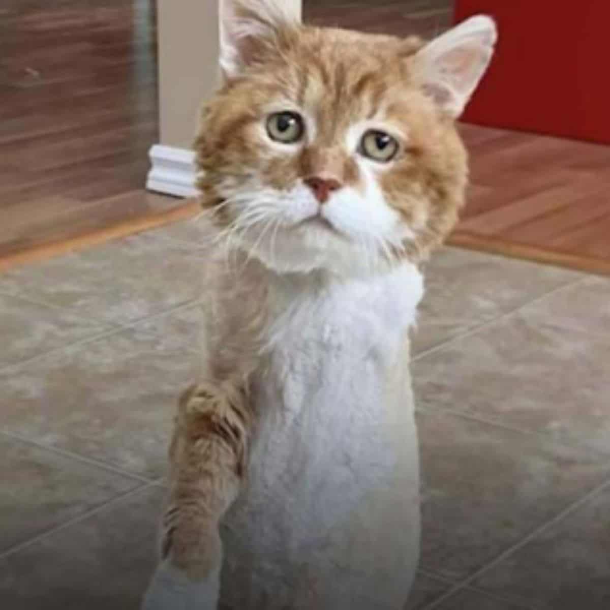 a stray cat with three legs