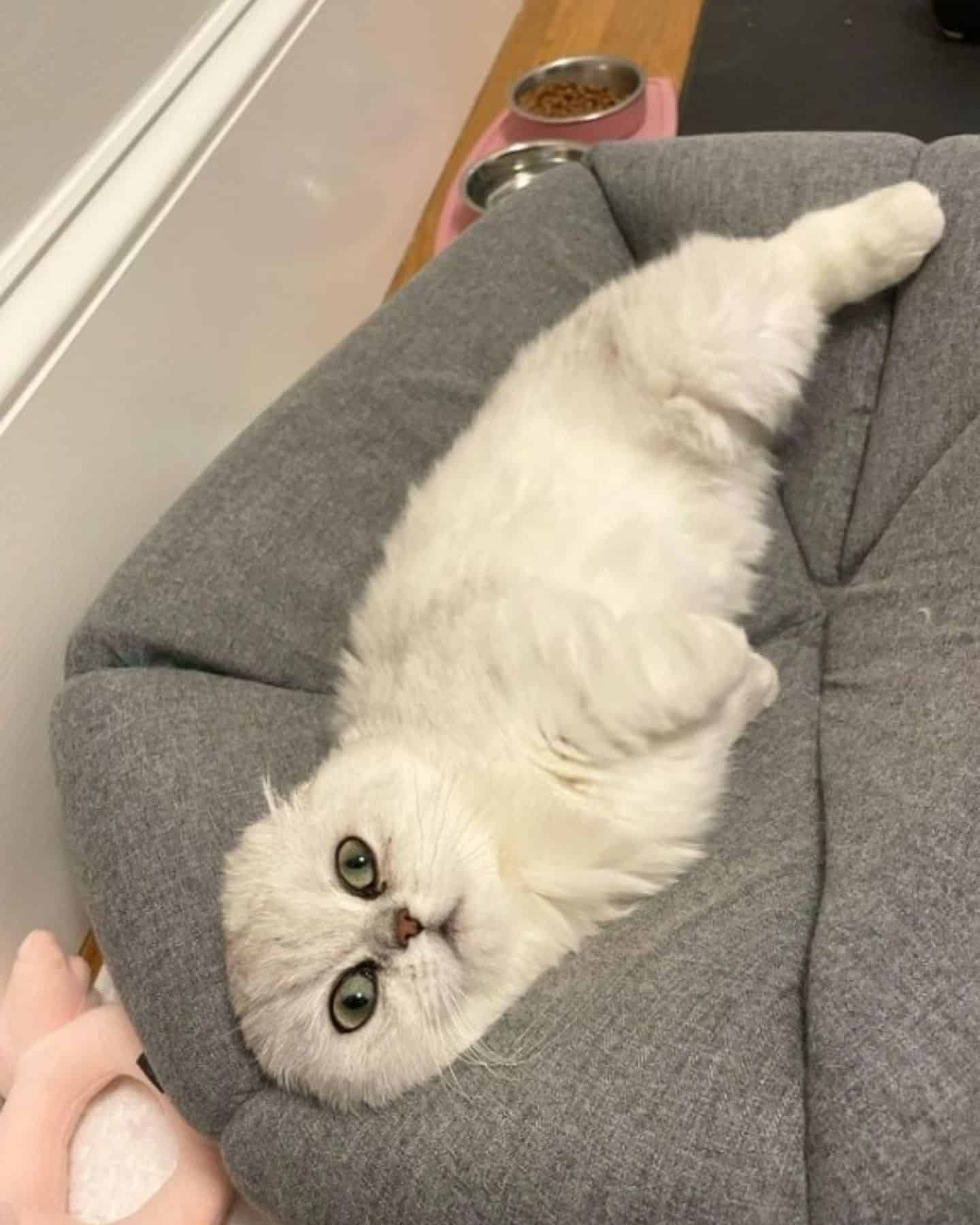 a white cat lies on a gray pillow and poses in front of the camera