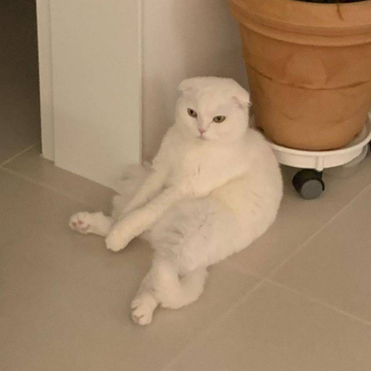 a white cat sits on the tiles