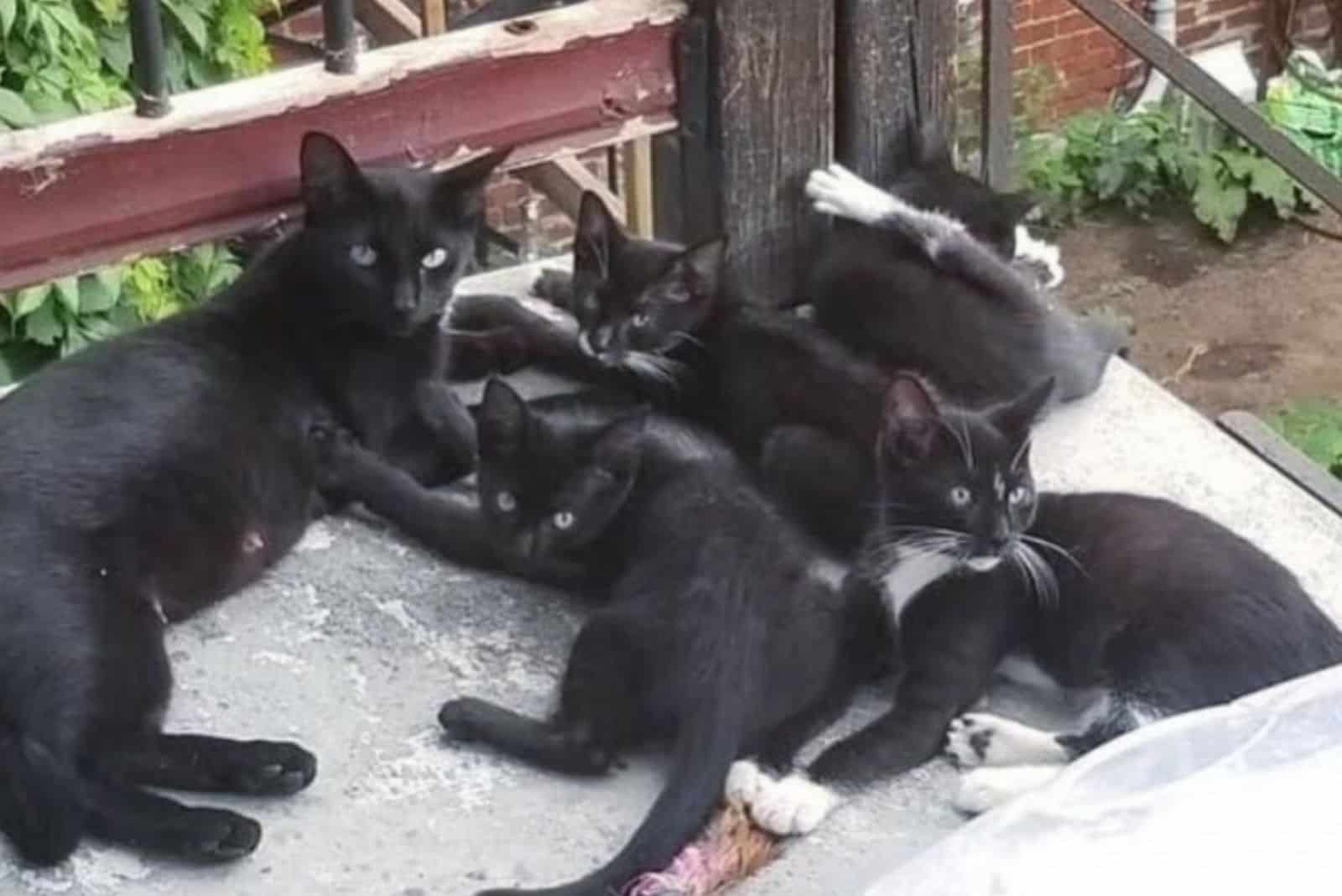 a wild cat with her kittens