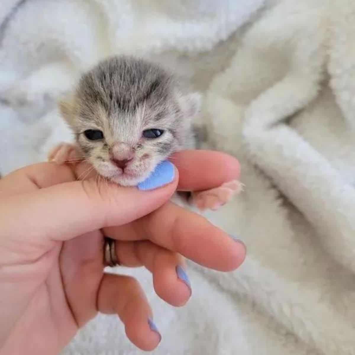 a woman caresses a newborn kitten