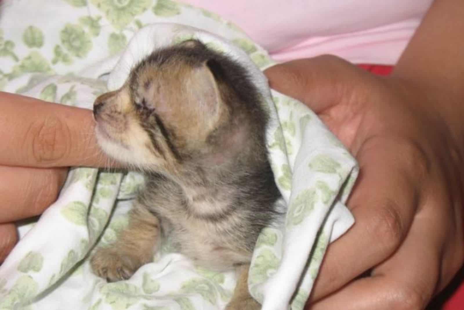 a woman holds a rescued blind kitten in her hand