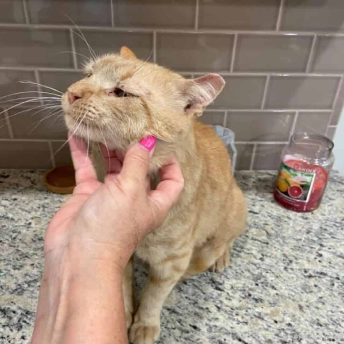 a woman petting a cat in the kitchen