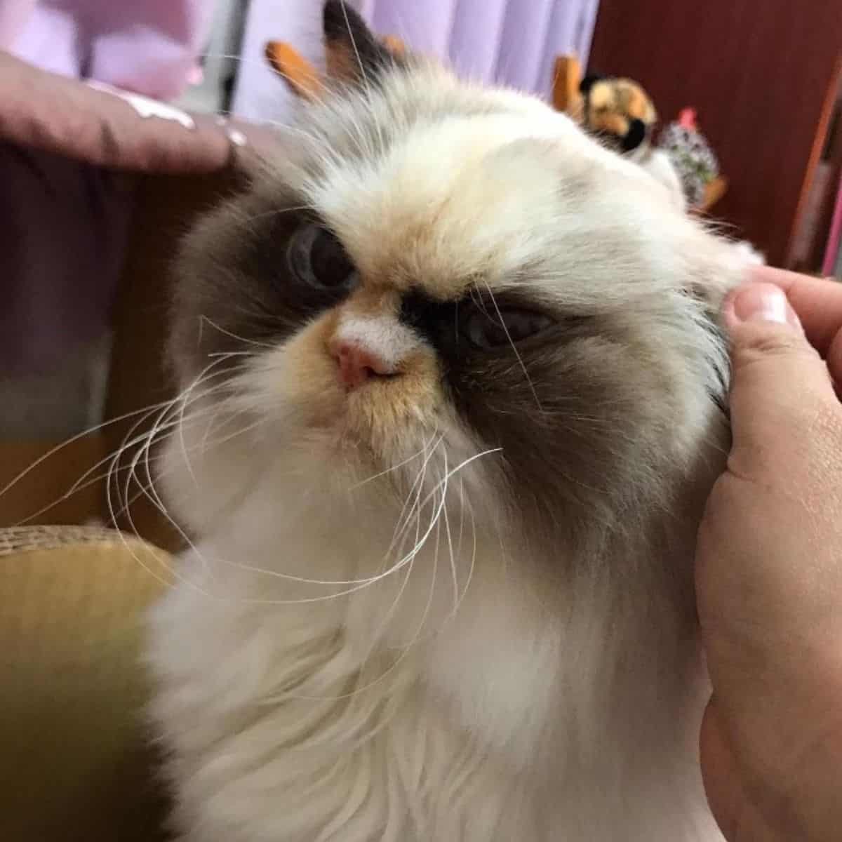 a woman petting a scowling cat