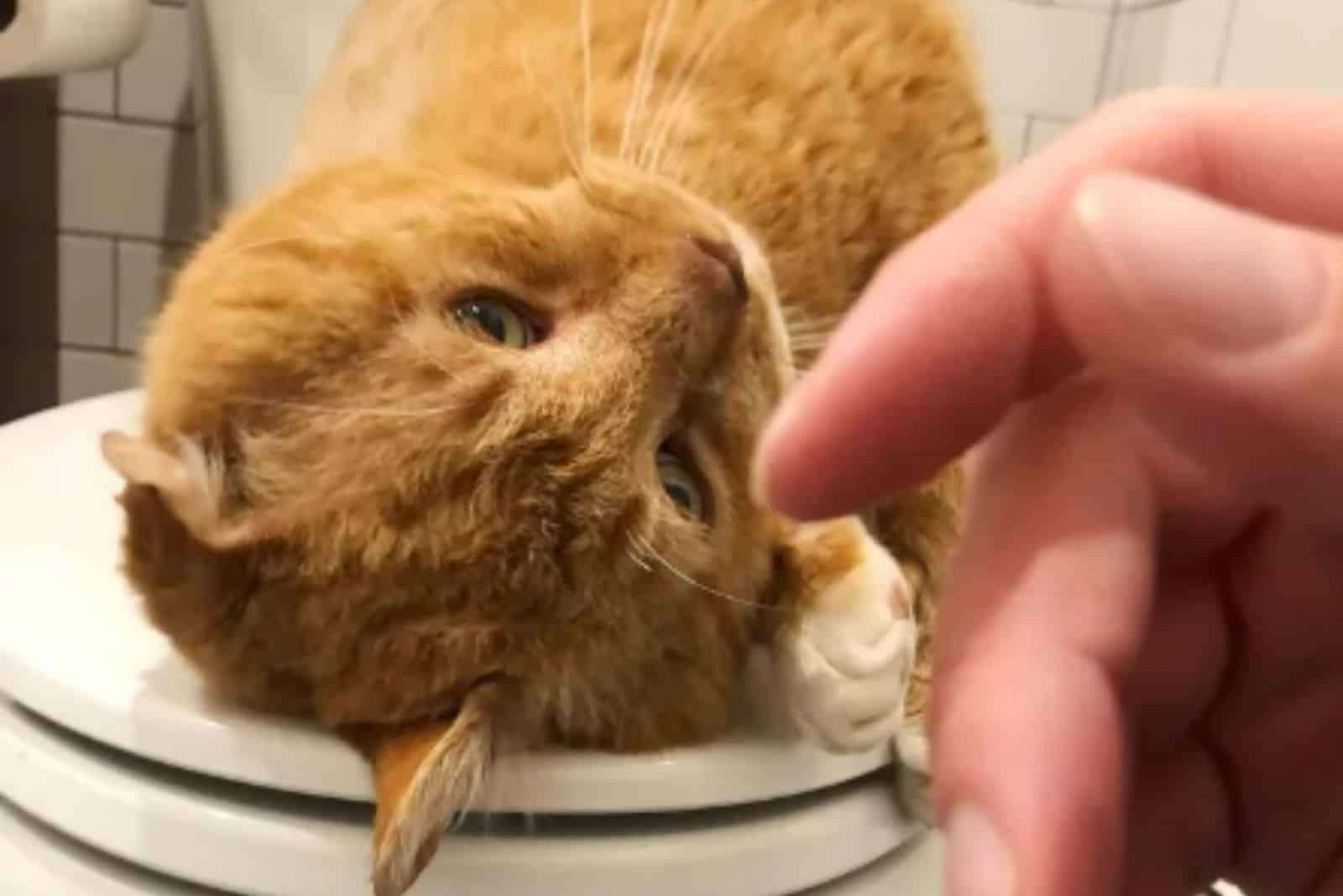 a yellow cat lies on a cup while a woman caresses it