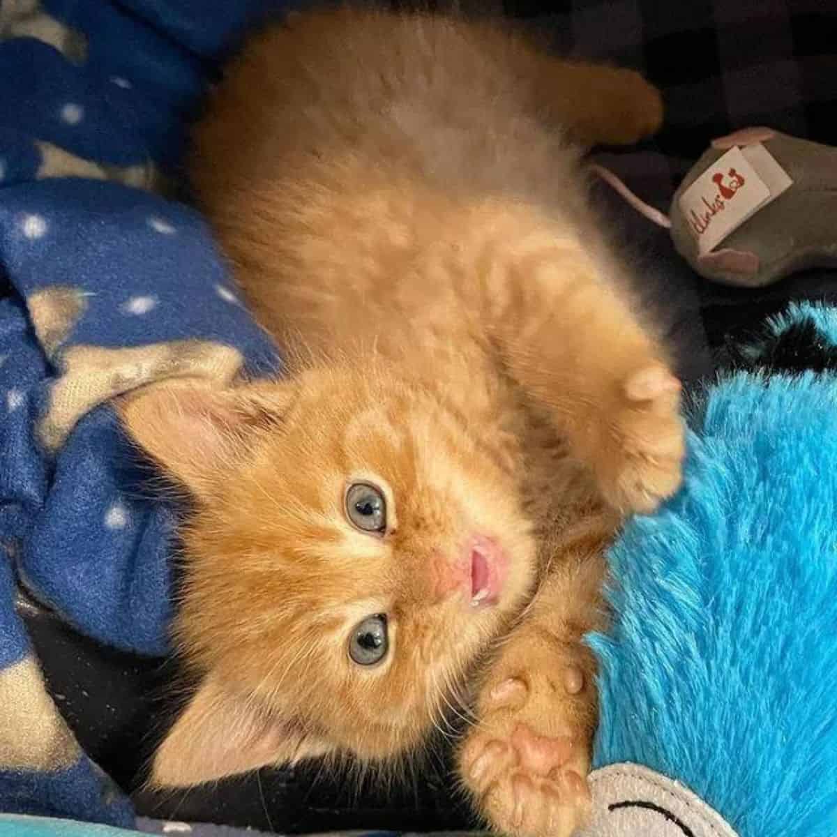 a yellow kitten lies on a blanket and looks at the camera