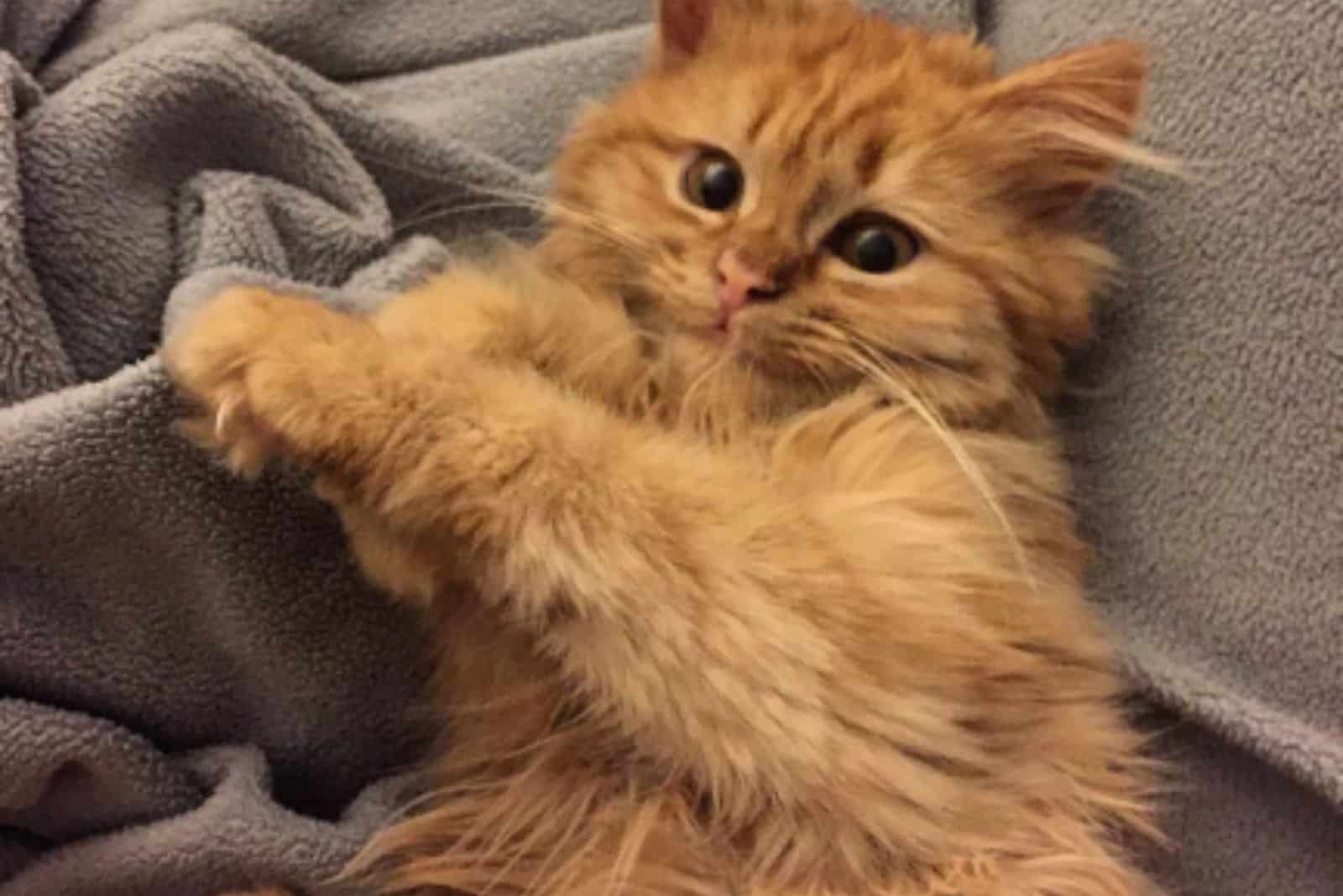 a yellow kitten lies on a gray blanket