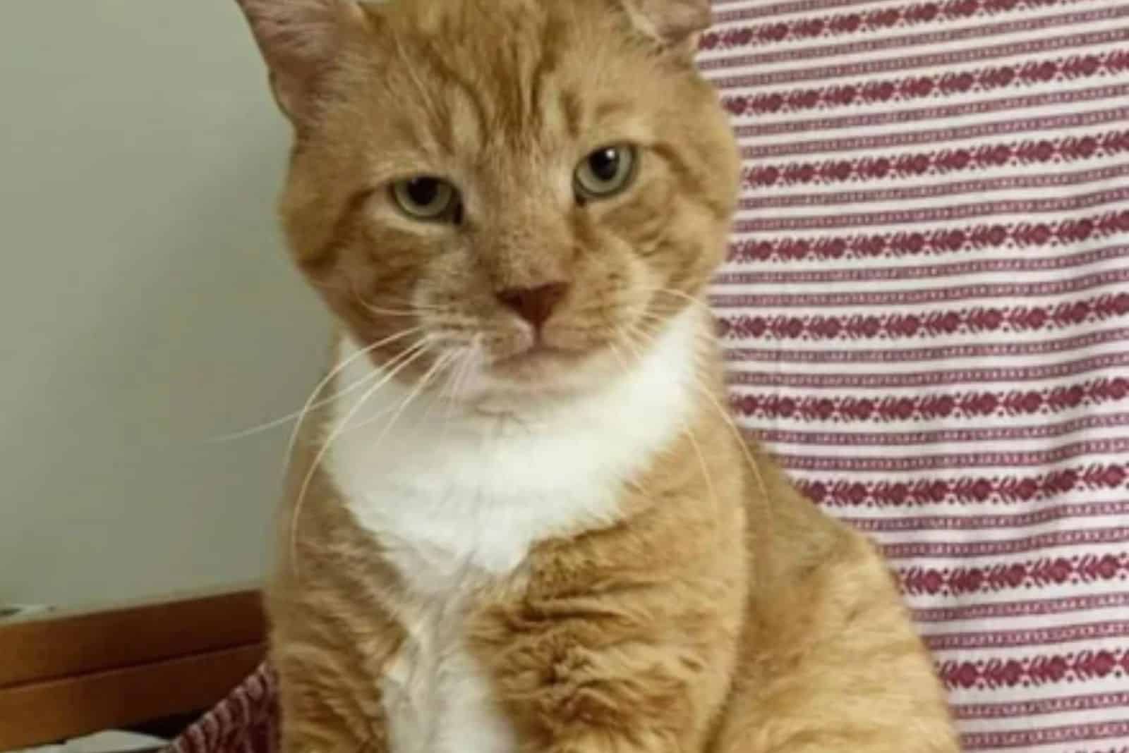 a yellow rescued cat is sitting and looking at the camera