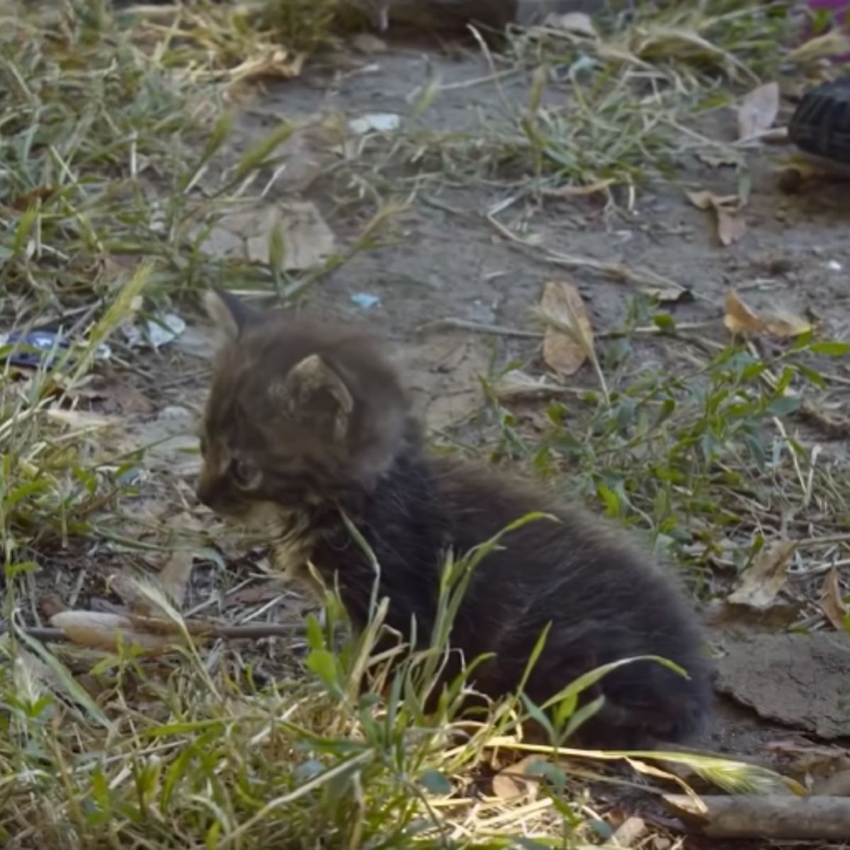 abandoned black kitten