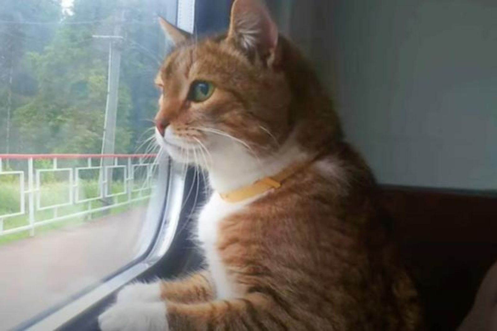 abandoned cat looking through the window