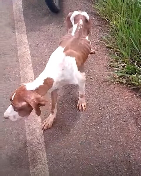 abandoned dog on the side of the road