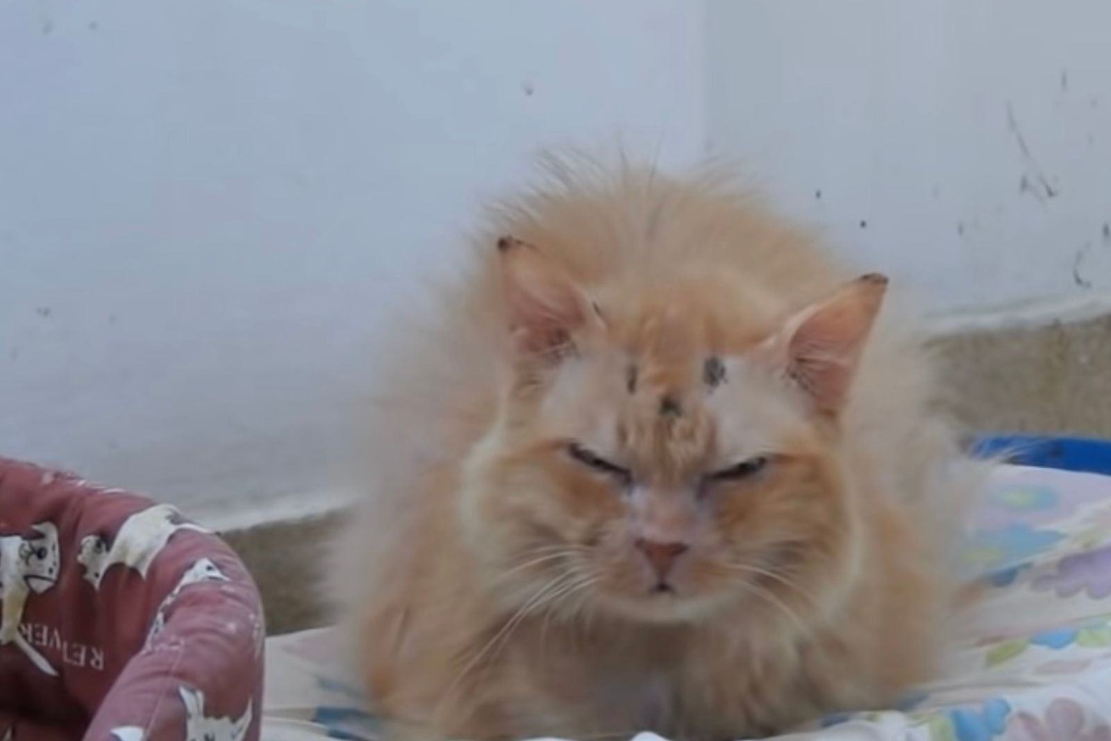 abused senior cat