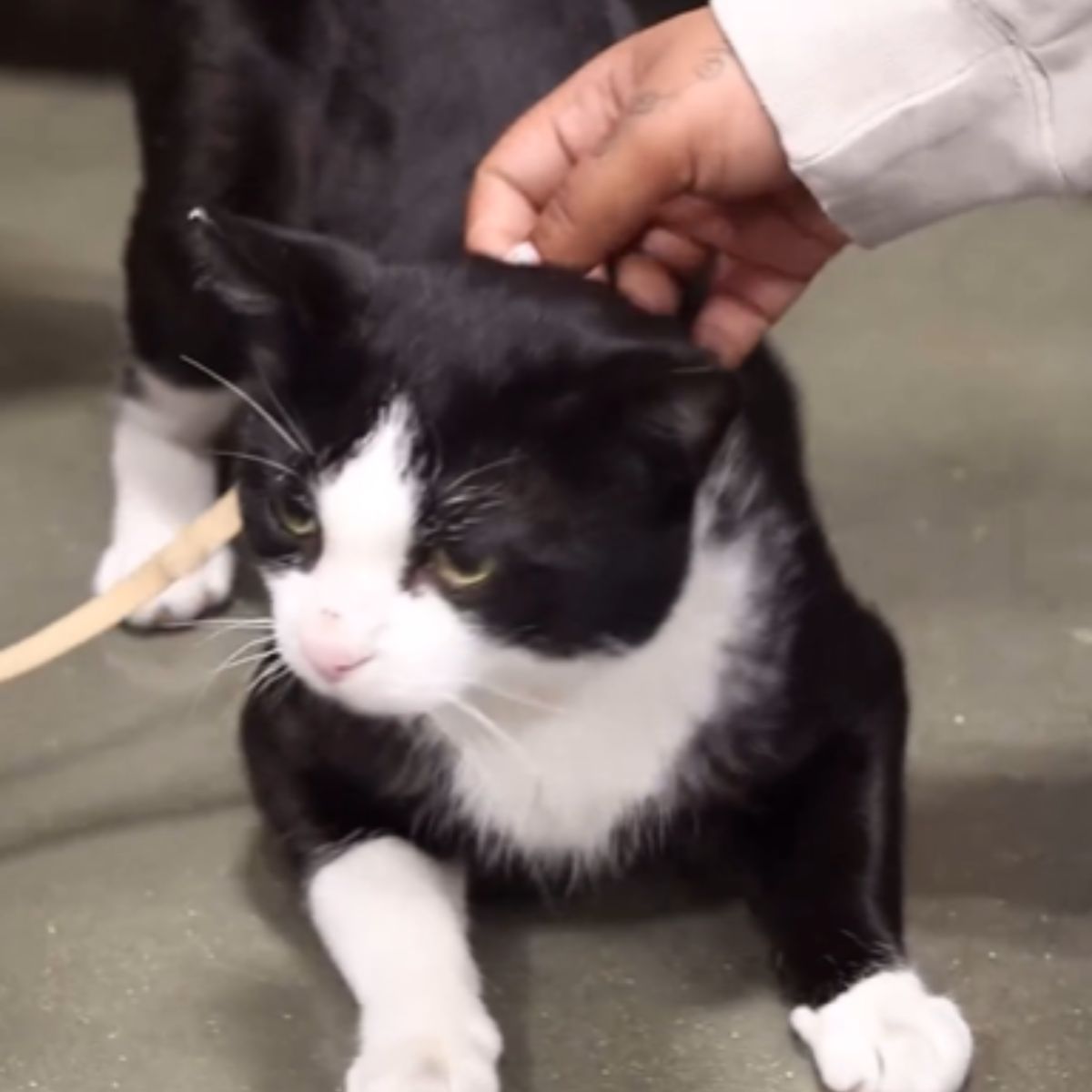 adorable black and white cat