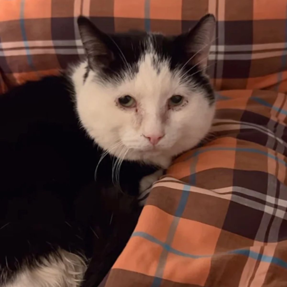 adorable black and white cat