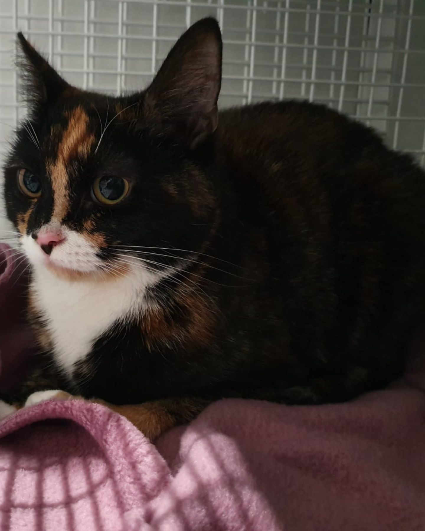 adorable cat in a cage